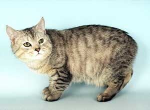 temperamento del gato cymric