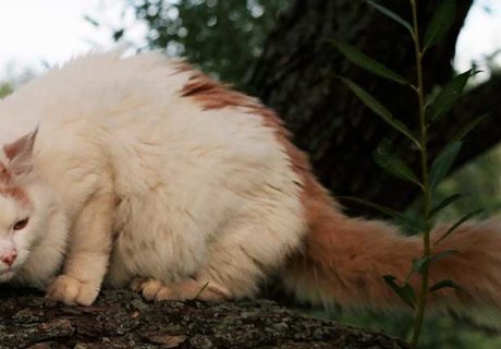 raza de gato van turco