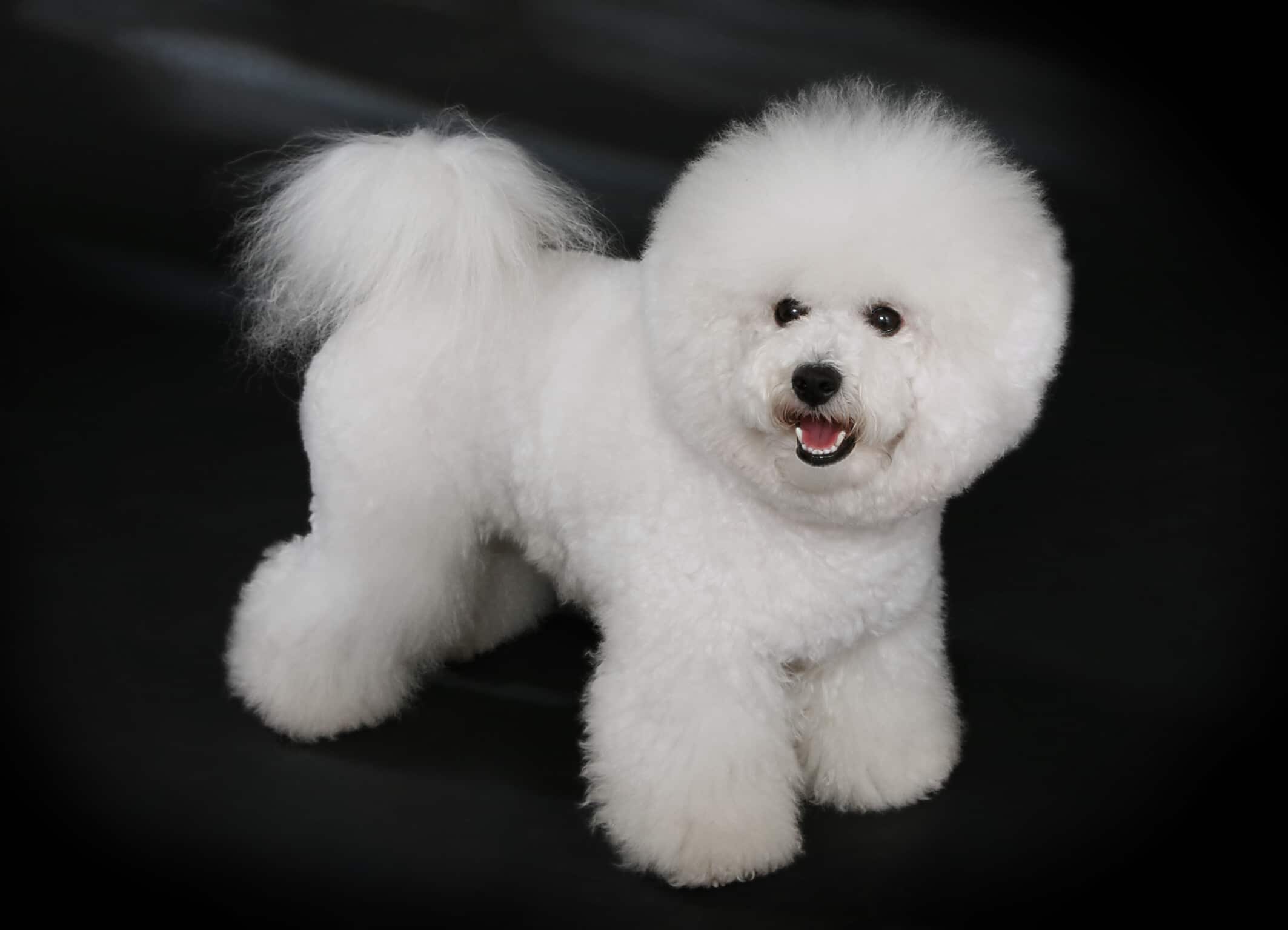 BICHÓN FRISÉ - Historia Y Origen, Temperamento, Cuidados