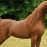 caballo árabe