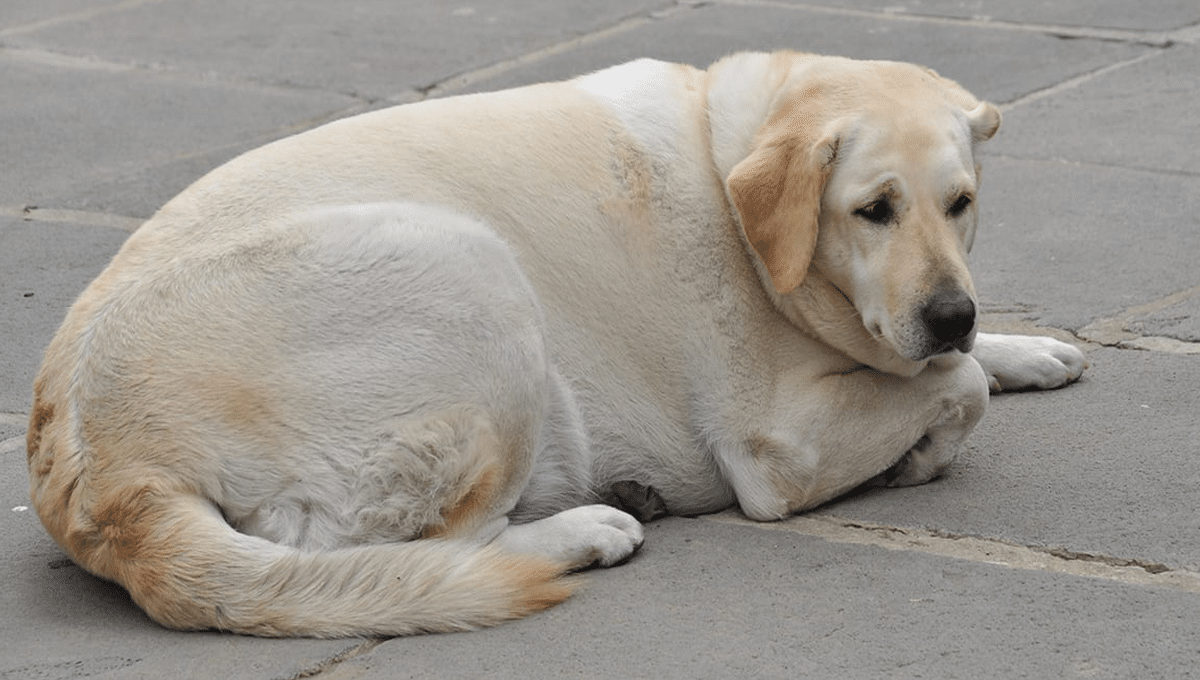 hipotiroidismo en perros